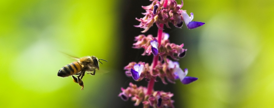 מחפשת אוכל. צילום: אבי הירשפלד, ארכיון הצילומים של קקל